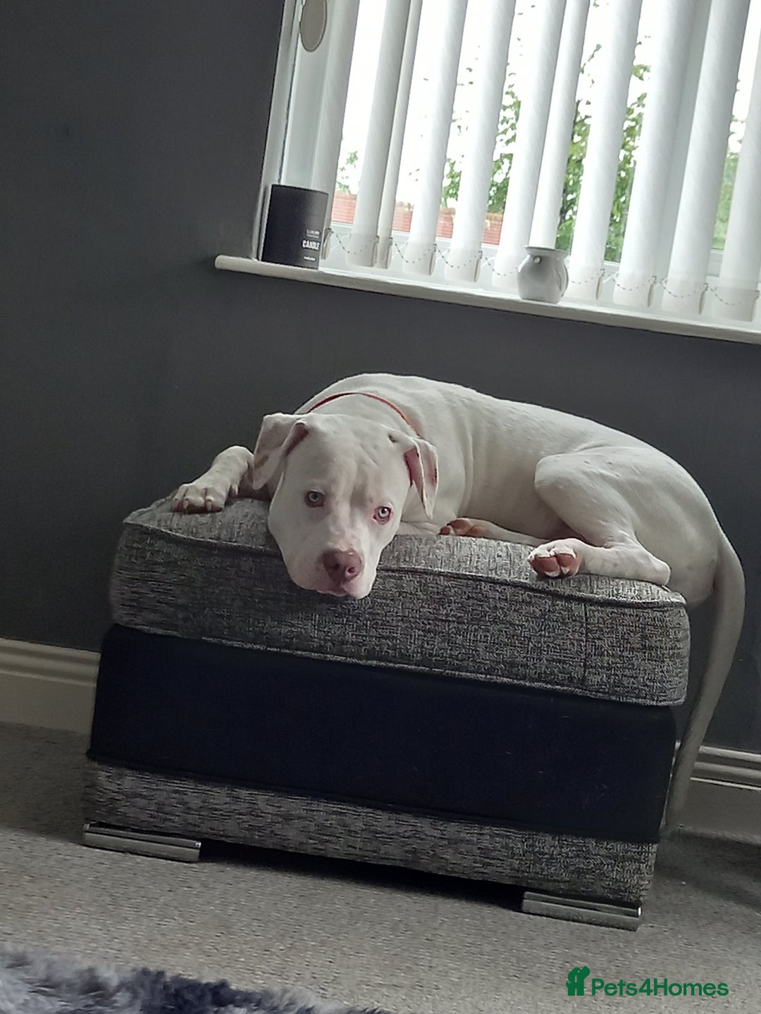 Mixed Breed dogs for sale: Dog for sale to good home - Image 2