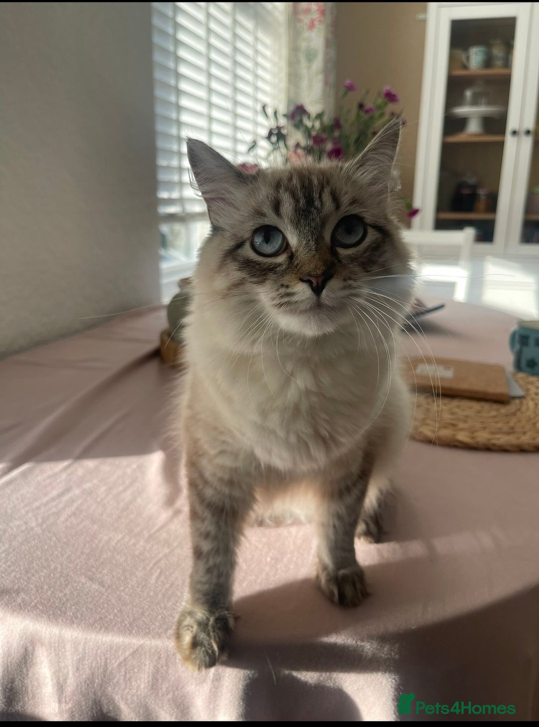 Siberian cats for sale: 4 Beautiful Siberian Cross Kitties🩷 - Advert 26