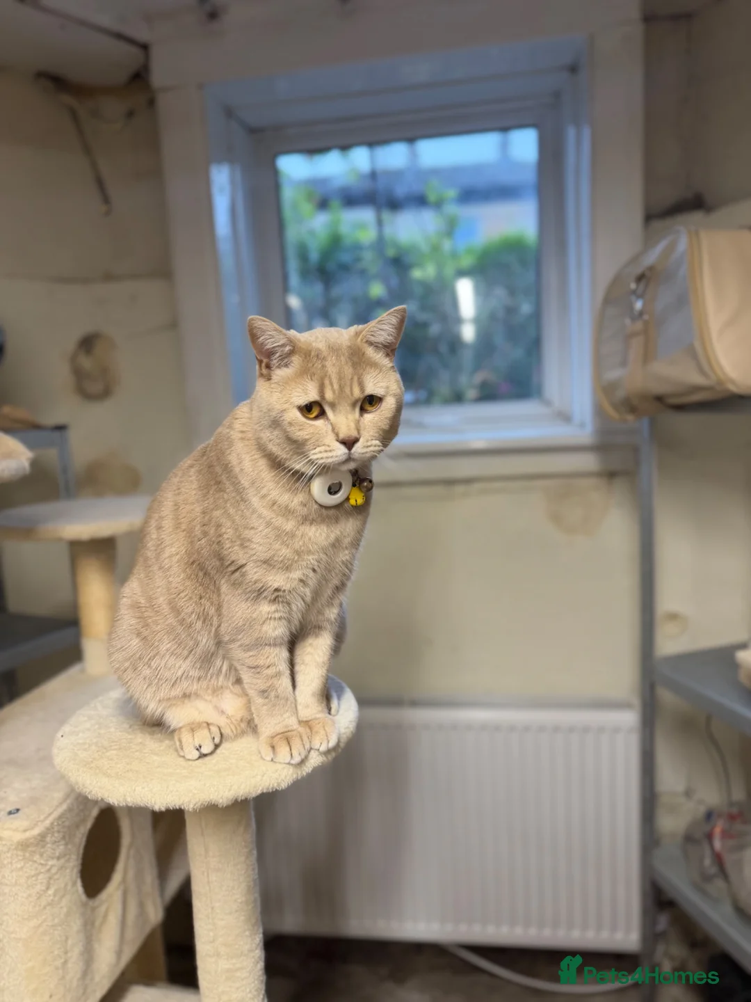 Mixed Breed cats for sale: Male Cat for sale 18 months old - Advert 2