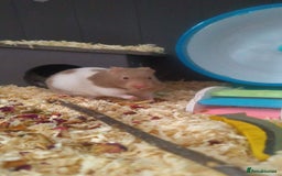 Hamster rodents for sale: Female hamster for sale  - Image 2