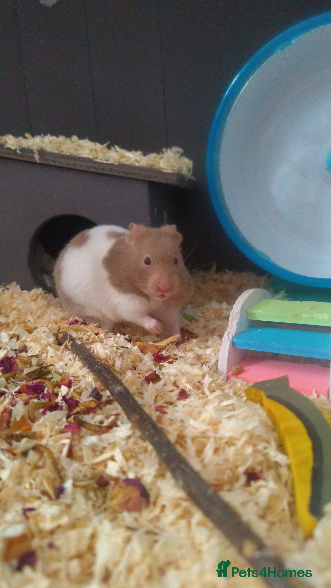 Hamster rodents for sale: Female hamster for sale  - Image 2