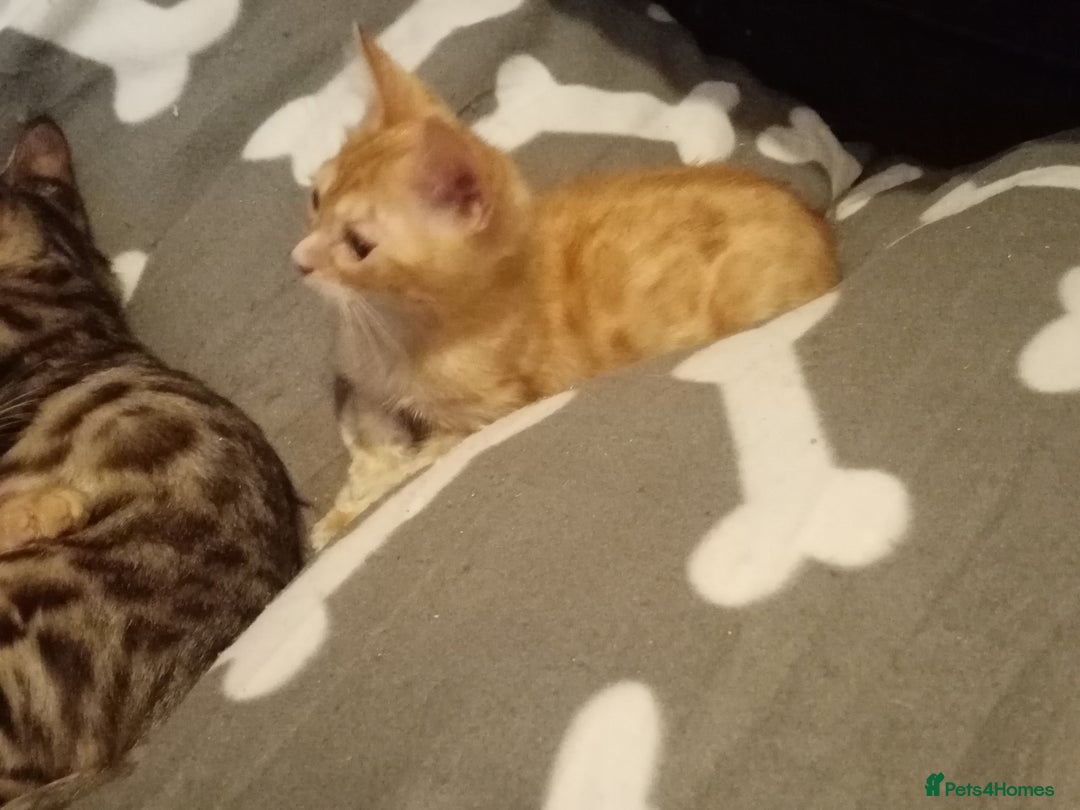 Mixed Breed cats for sale: Cute and Playful Kittens - Advert 7