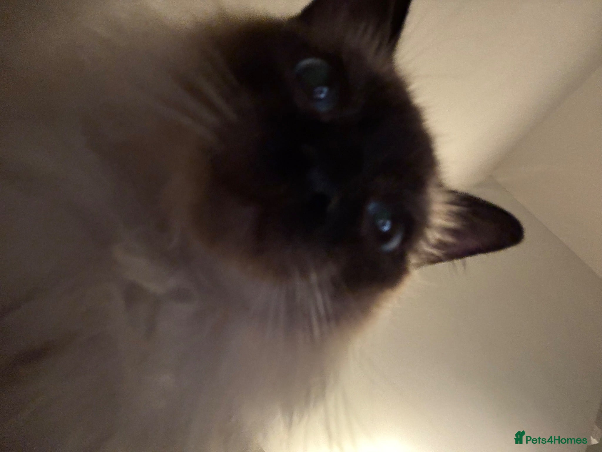 Ragdoll cats 1 year old female Seal point Ragdoll  - Advert 8