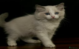 Ragdoll cats for sale: Ragdoll kittens TICA beautiful quality cats  - Image 5