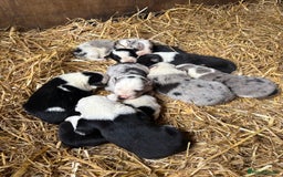 Border Collie dogs for sale: Blue merle/Black and white border collie puppies  - Image 2