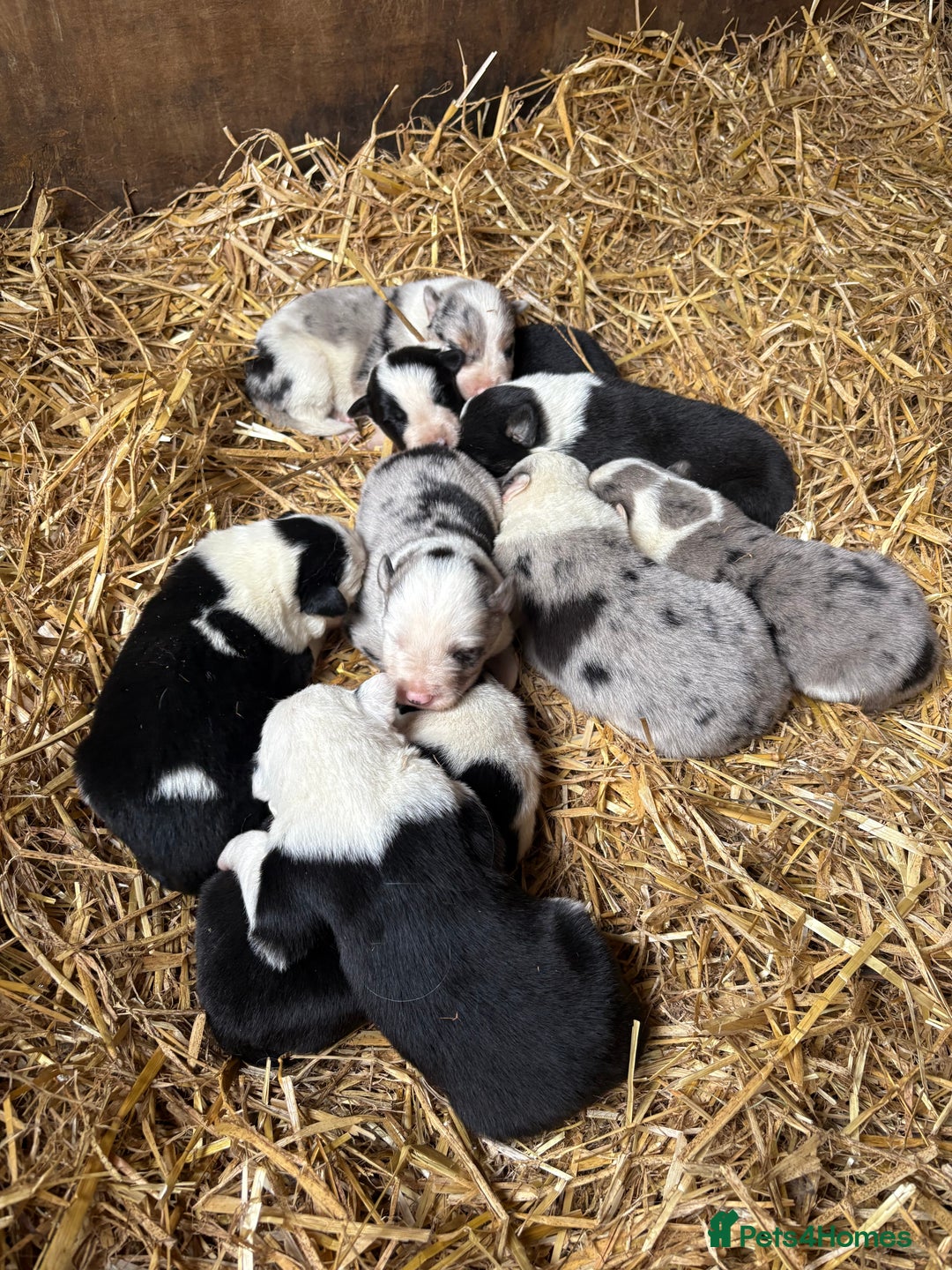 Border Collie dogs for sale: Blue merle/Black and white border collie puppies  - Image 2