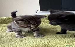 Mixed Breed cats for sale: 4  GORGEOUS TABBY/TORTOISHELL GIRLS.   - Image 14