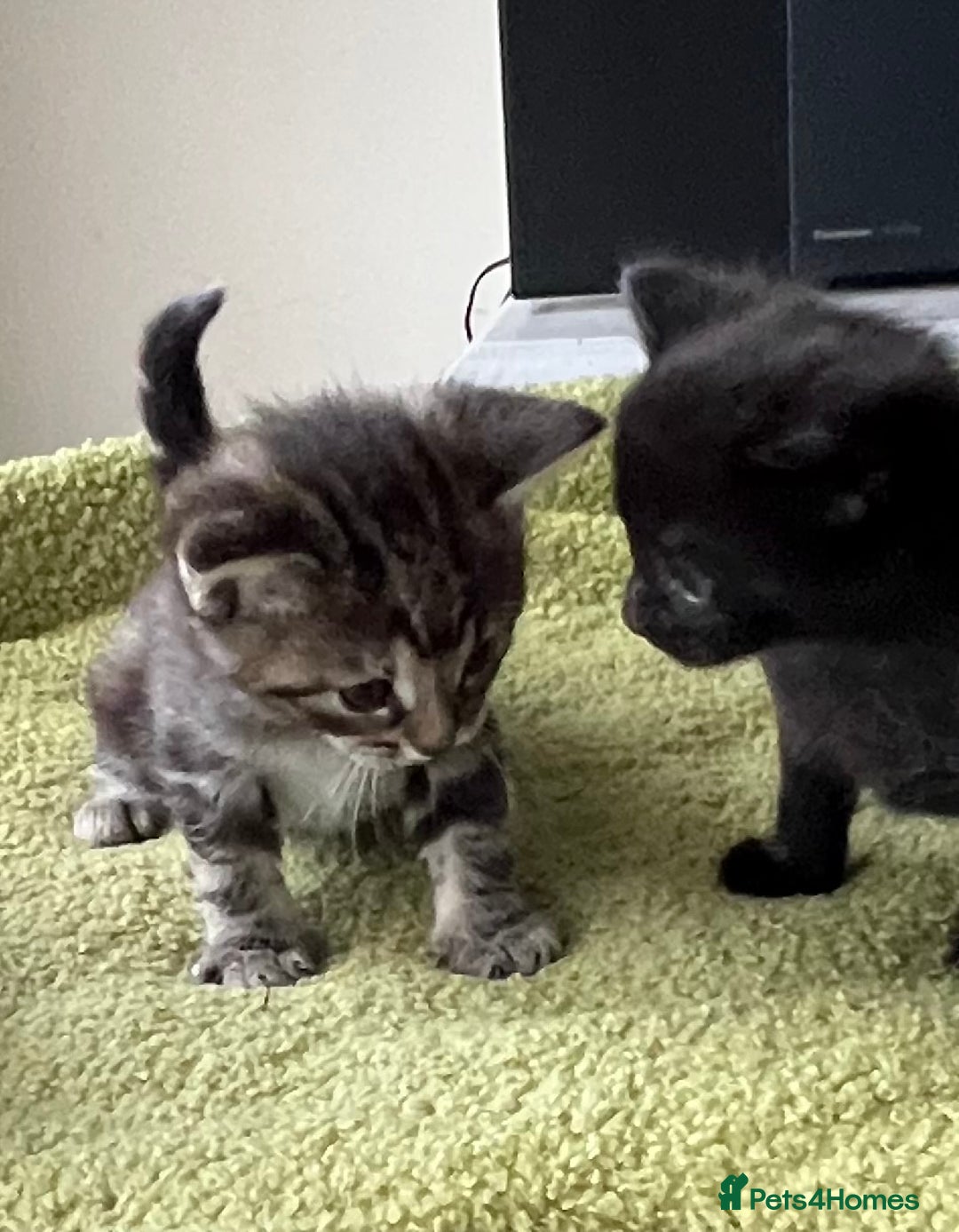 Mixed Breed cats for sale: 4  GORGEOUS TABBY/TORTOISHELL GIRLS.   - Image 14