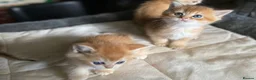 British Shorthair cats for sale: Full Pedigree British short hair kittens  - Advert 11