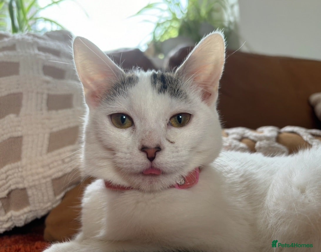 Mixed Breed cats Gorgeous Female Cat - Advert 3