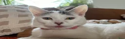 Mixed Breed cats for sale: Gorgeous Female Cat - Advert 1