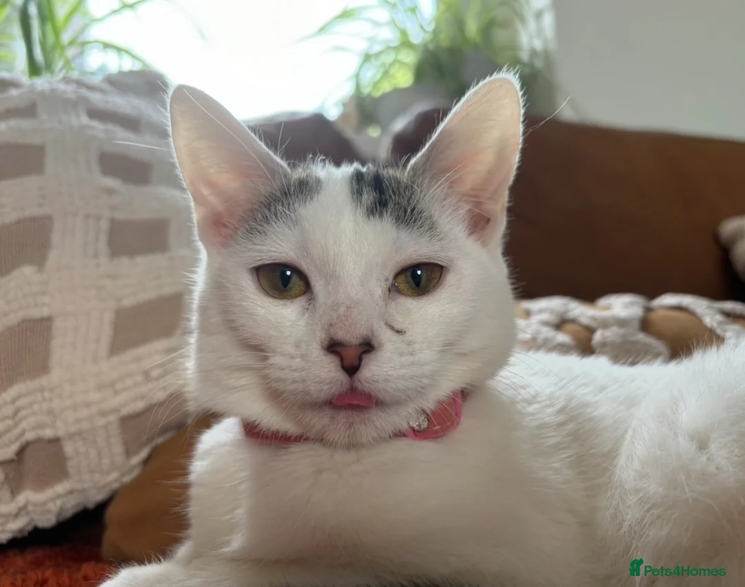Mixed Breed cats for sale: Gorgeous Female Cat - Advert 1