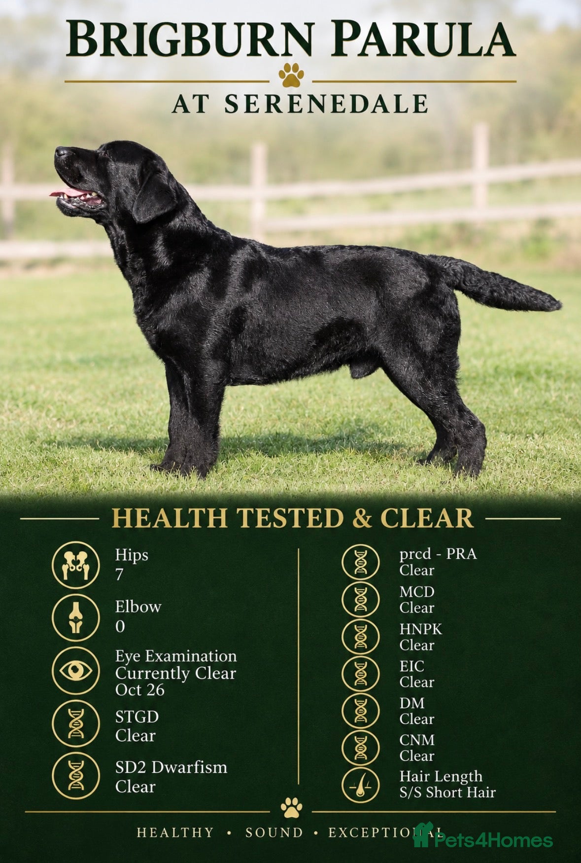 Labrador Retriever dogs Show Chunky Black Male for Stud - Advert 8