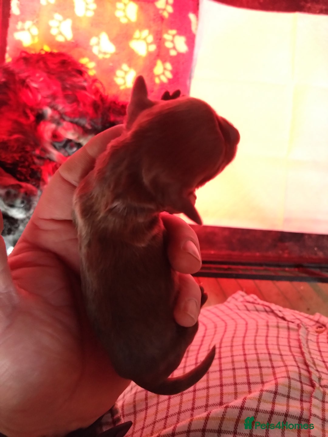 Cocker Spaniel dogs for sale: Working cocker spaniel pups  - Advert 4