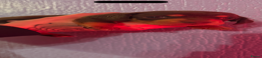 Miniature Dachshund Puppy 1