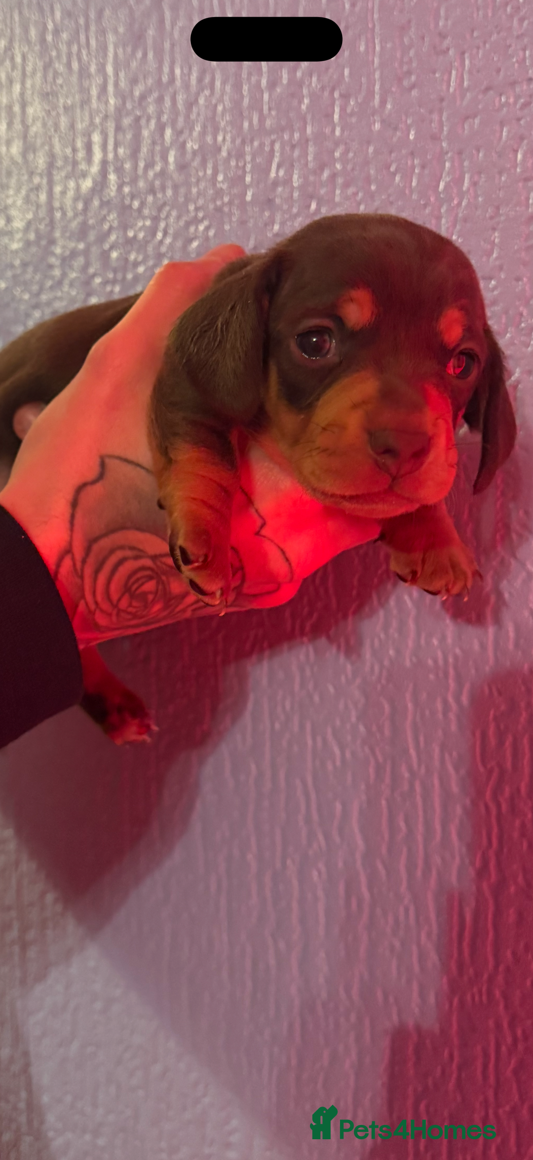 Miniature Dachshund dogs for sale: Chocolate & Tan Smooth haired - mini dachshund - Image 10