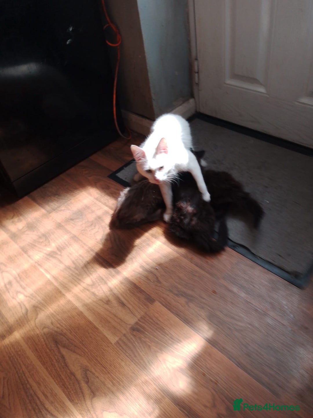 Maine Coon cats for sale: Adorable Maine Coon kittens in Manchester  - Advert 18