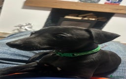 Whippet dogs for sale: Whippet pups - Image 15