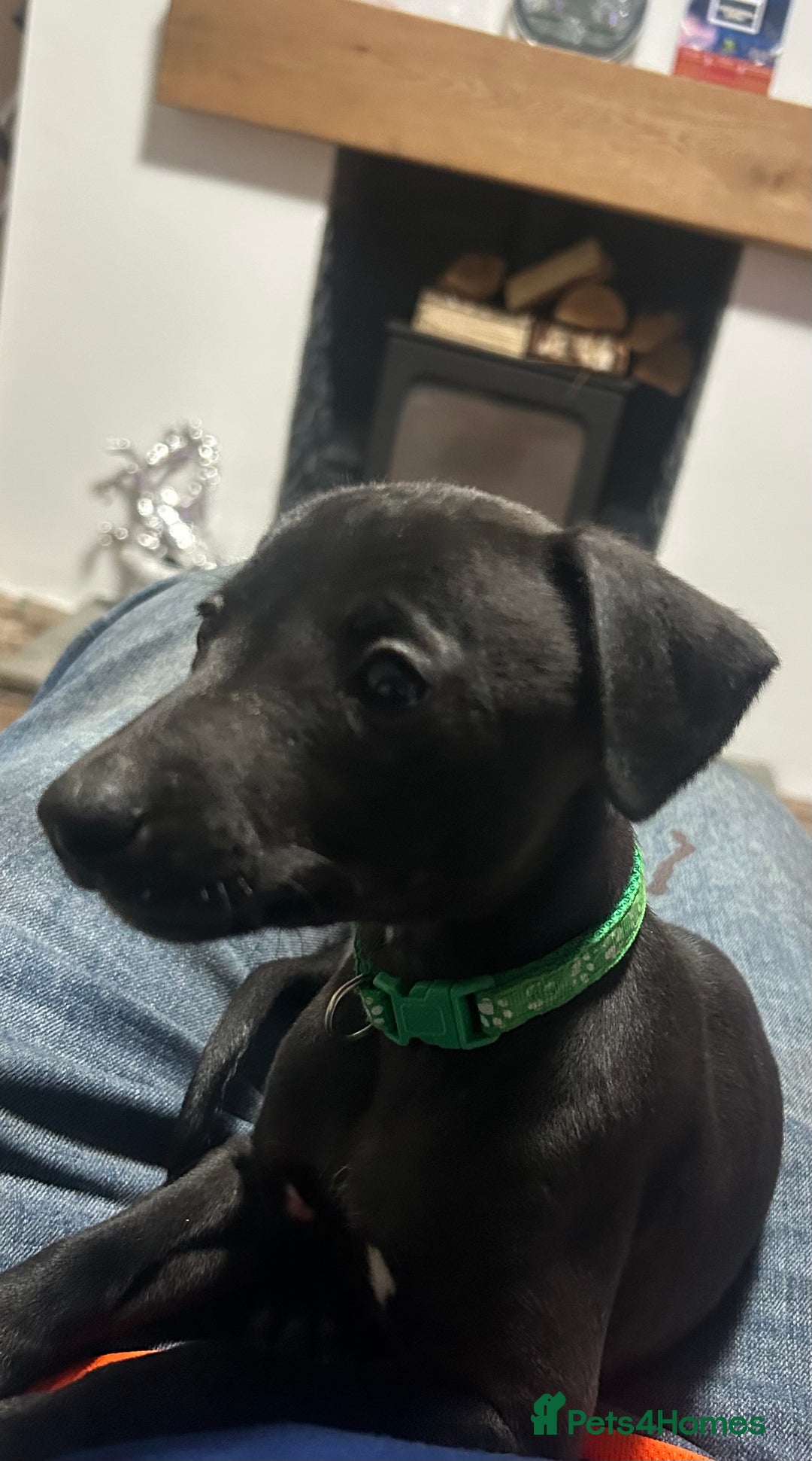 Whippet dogs for sale: Whippet pups - Image 15