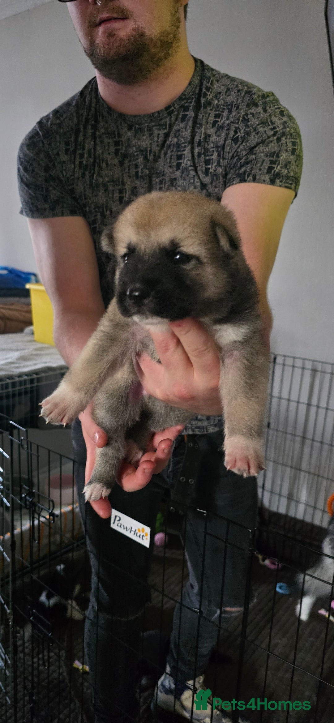 Mixed Breed dogs for sale: Northern Inuit cross American akita  - Image 6