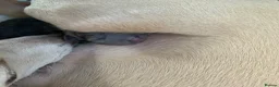 Italian Greyhound dogs for sale: PETITE KC Italian greyhound puppies Europ. lineage - Advert 10