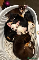 Chihuahua dogs Gorgeous tiny tri colour chihuahua puppies - Advert 10
