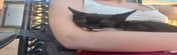 Mixed Breed cats for sale: 3 playful kittens  - Advert 8
