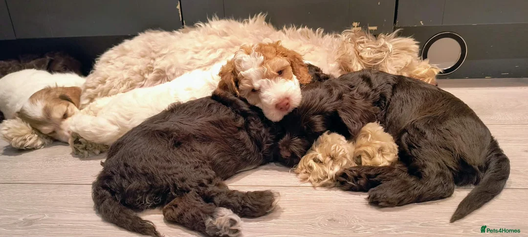 Cockapoo dogs for sale: Stunning F2b cockapoo puppies 8 weeks old - Advert 1