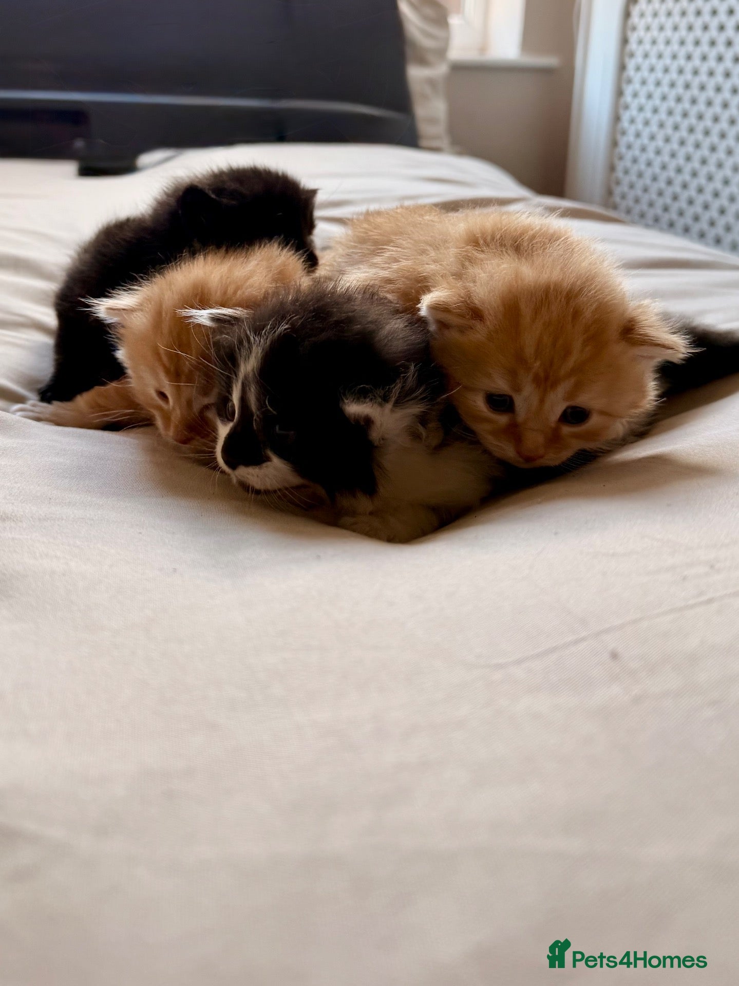 Mixed Breed cats Mixed Bread kittens - Advert 2