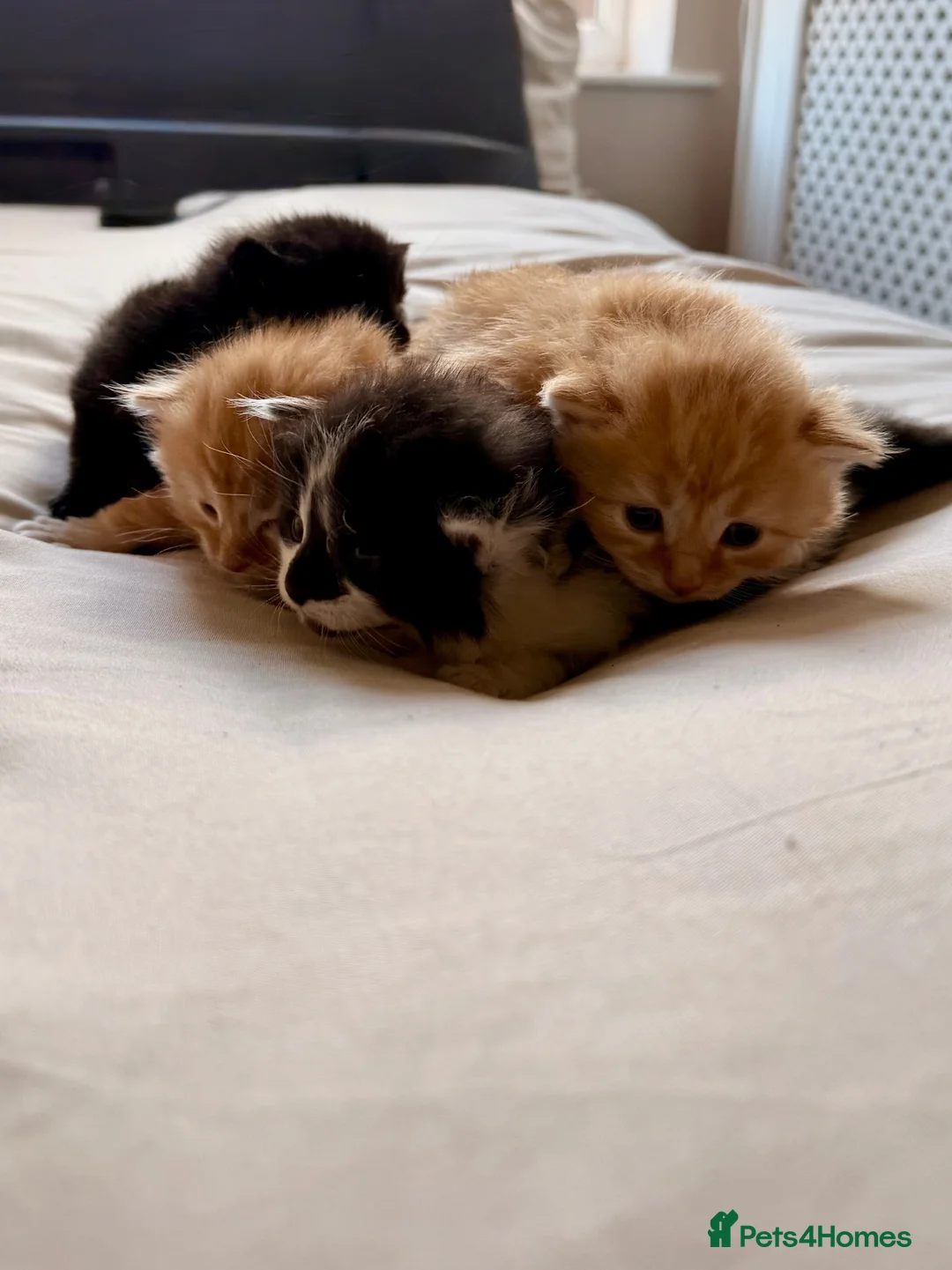 Mixed Breed cats for sale: Mixed Bread kittens - Advert 1