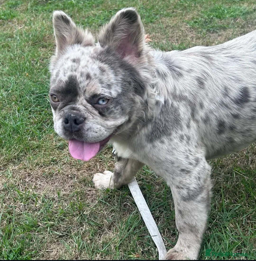 French Bulldog dogs for sale: French Bulldog Fluffy  - Advert 1