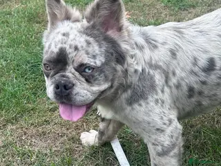 French Bulldog dogs French Bulldog Fluffy - Advert 1