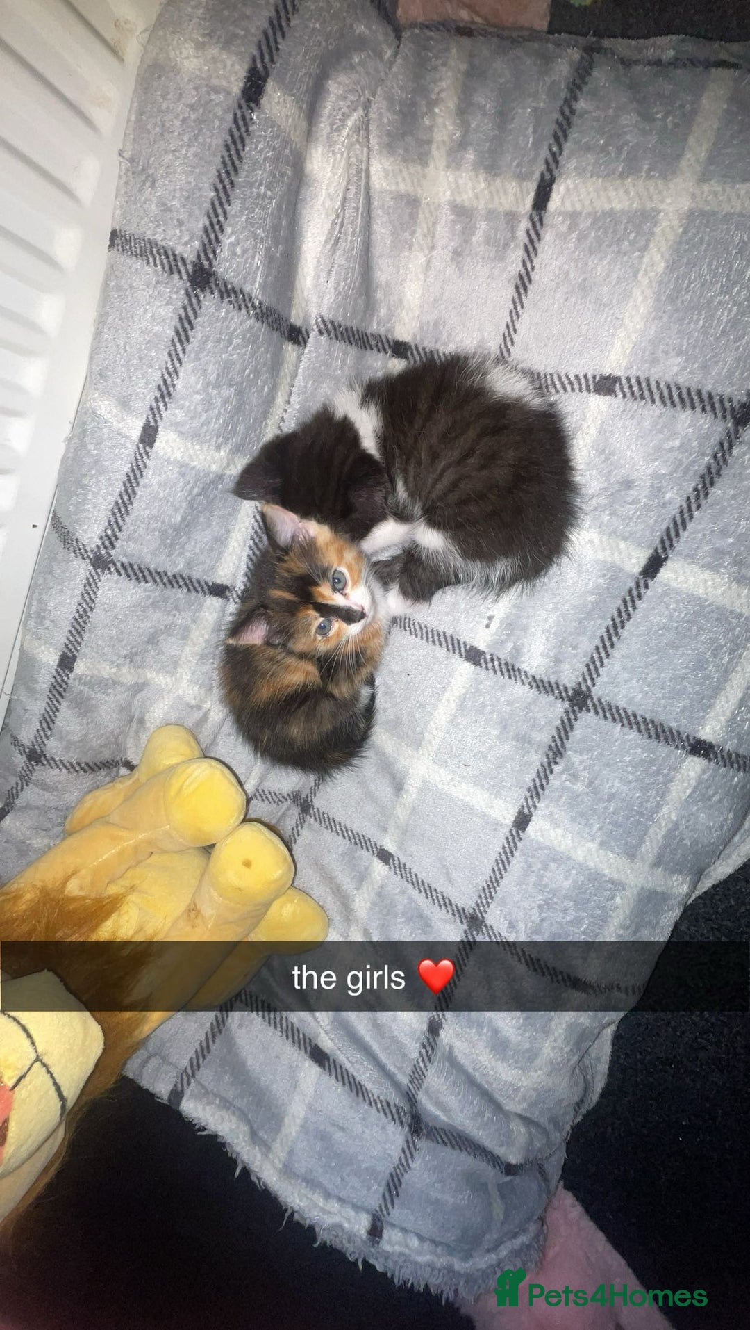 Mixed Breed cats for sale: female kitten  - Image 5
