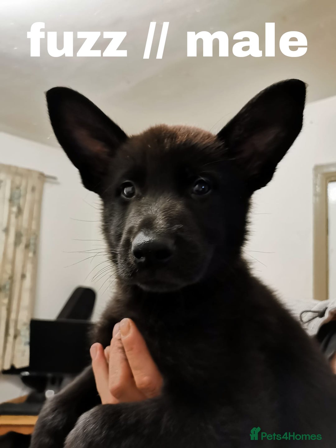 Mixed Breed dogs for sale: Mal X (shepinois) puppies for sale! - Image 2