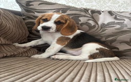Beagle dogs for sale: 1 stunning Beagle Puppy left, ready now in Sidcup - Image 1
