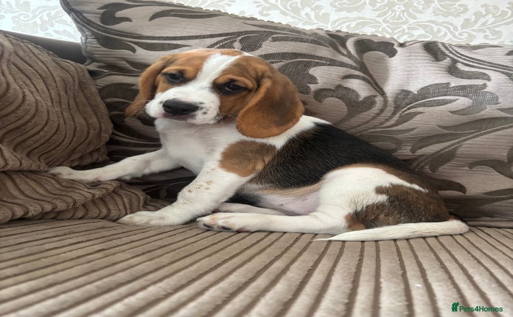 Beagle dogs in Sidcup - Advert 1