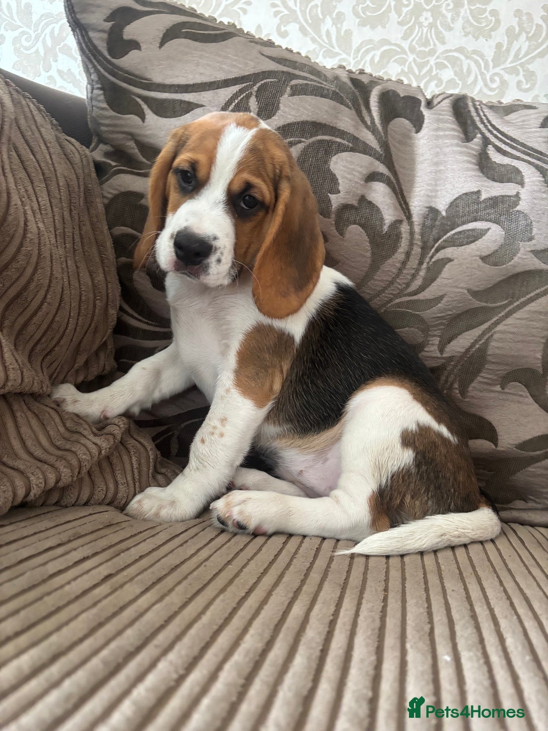 Beagle dogs for sale: 1 stunning Beagle Puppy left, ready now in Sidcup - Image 1