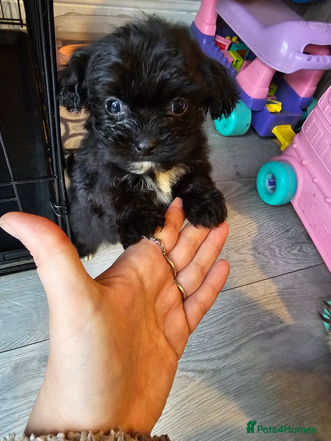Shih Tzu dogs for sale: 2 female shih tzu  - Advert 1