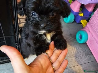 Shih Tzu dogs 2 female shih tzu - Advert 4