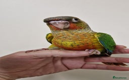 Conures birds for sale: Hand reared yellow sided greencheek conure  - Image 5
