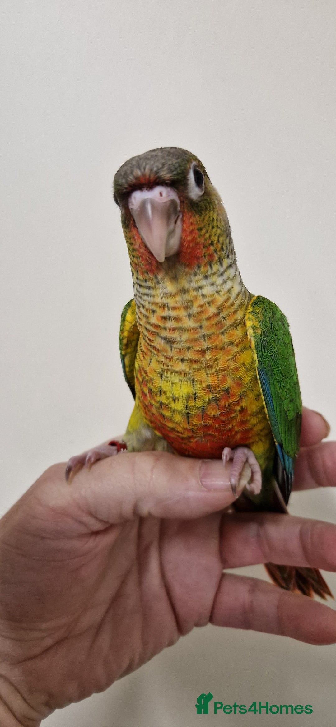 Conures birds for sale: Hand reared yellow sided greencheek conure  - Image 5