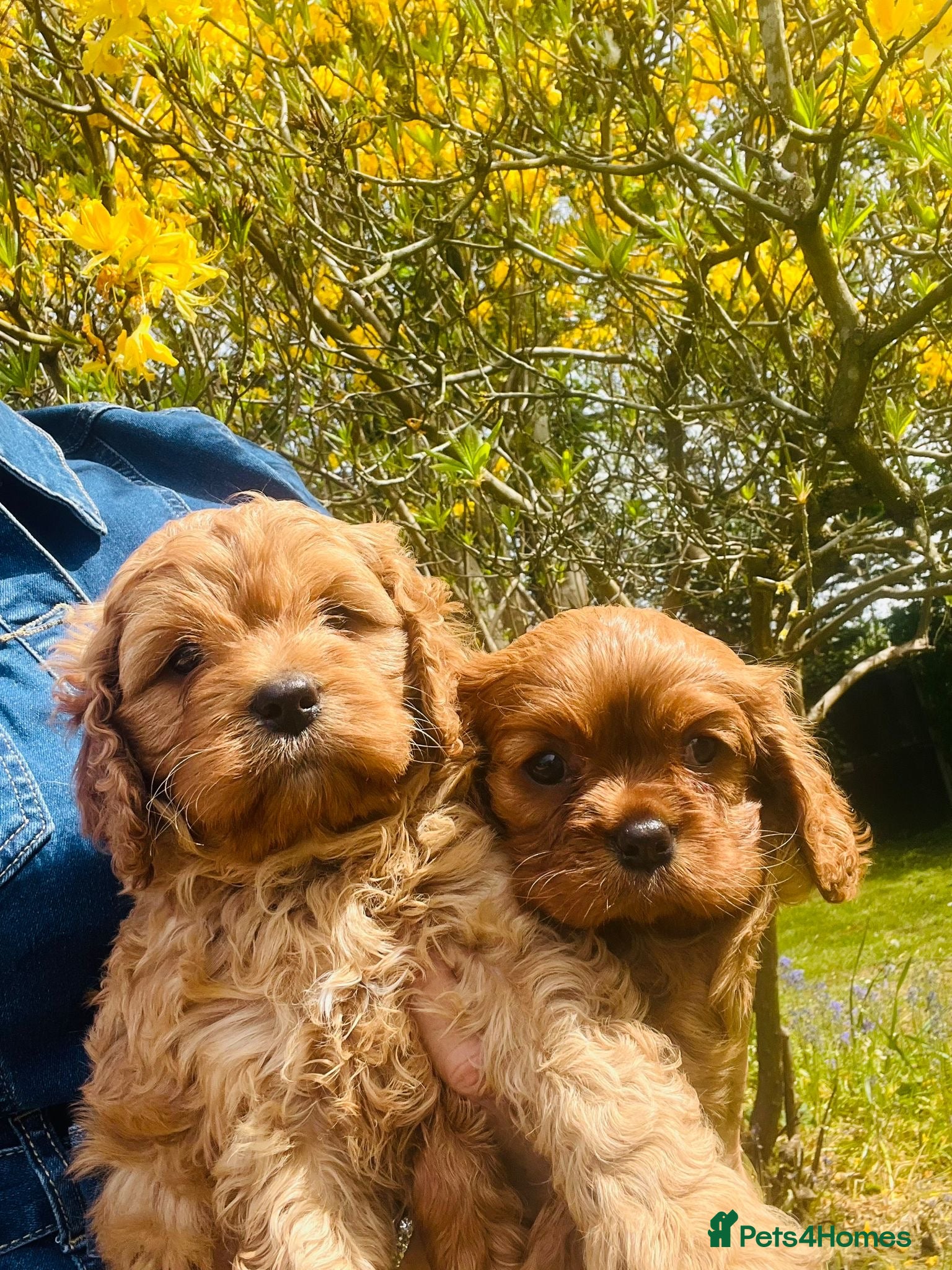 Cavapoo dogs Cavapoo adorable puppies  - Advert 13
