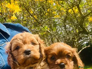 Cavapoo dogs Cavapoo adorable puppies - Advert 13