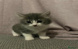 Mixed Breed cats for sale: 4 female kittens  - Image 9