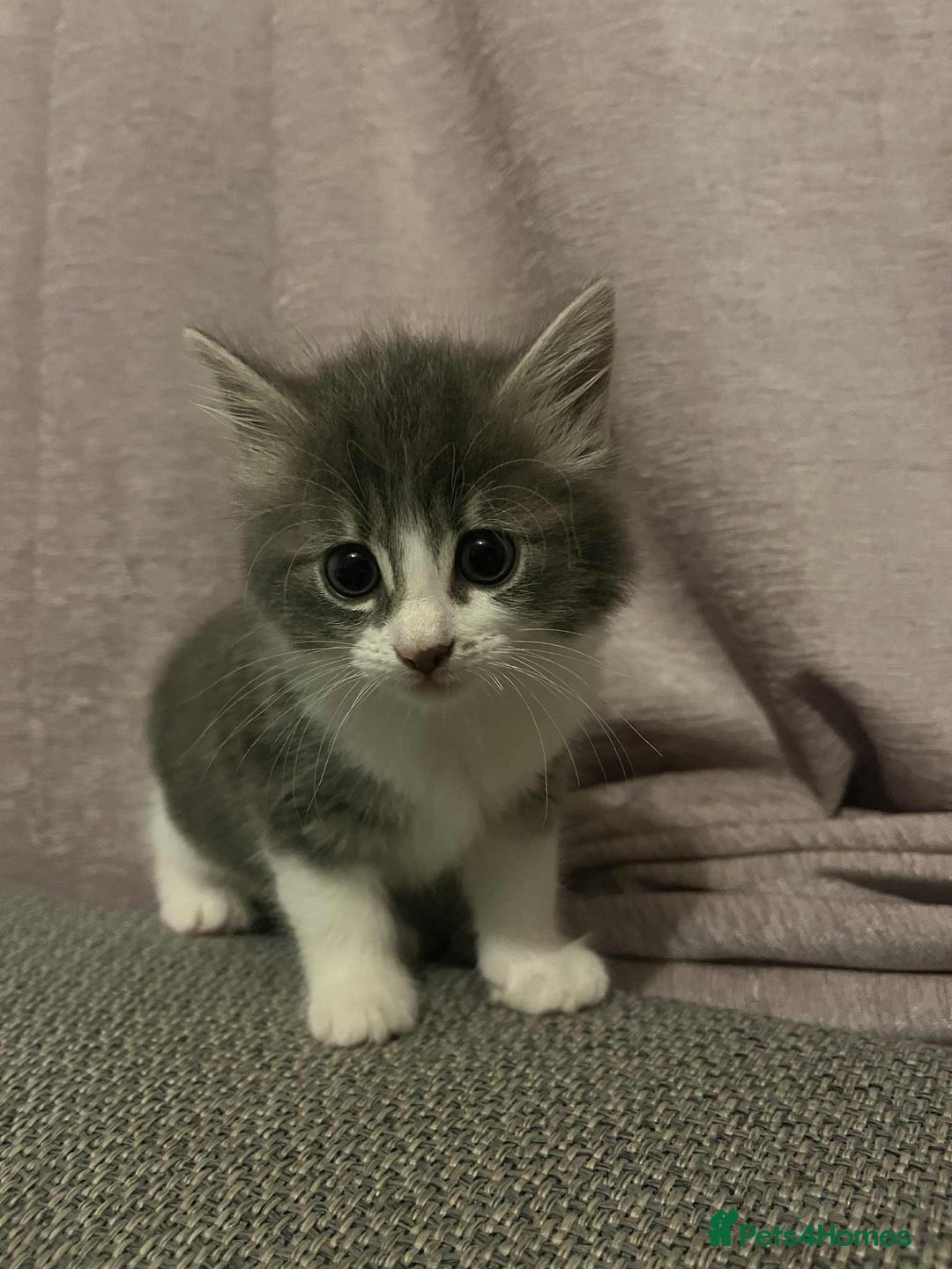 Mixed Breed cats for sale: 4 female kittens  - Image 9