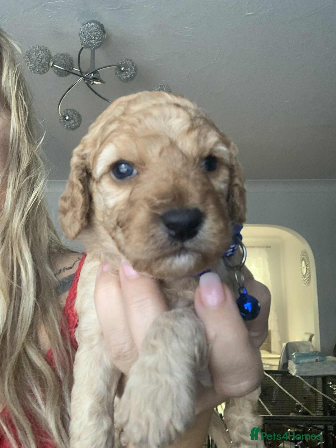 Cockapoo dogs for sale: Cockapoo Lovley Puppies  - Image 22