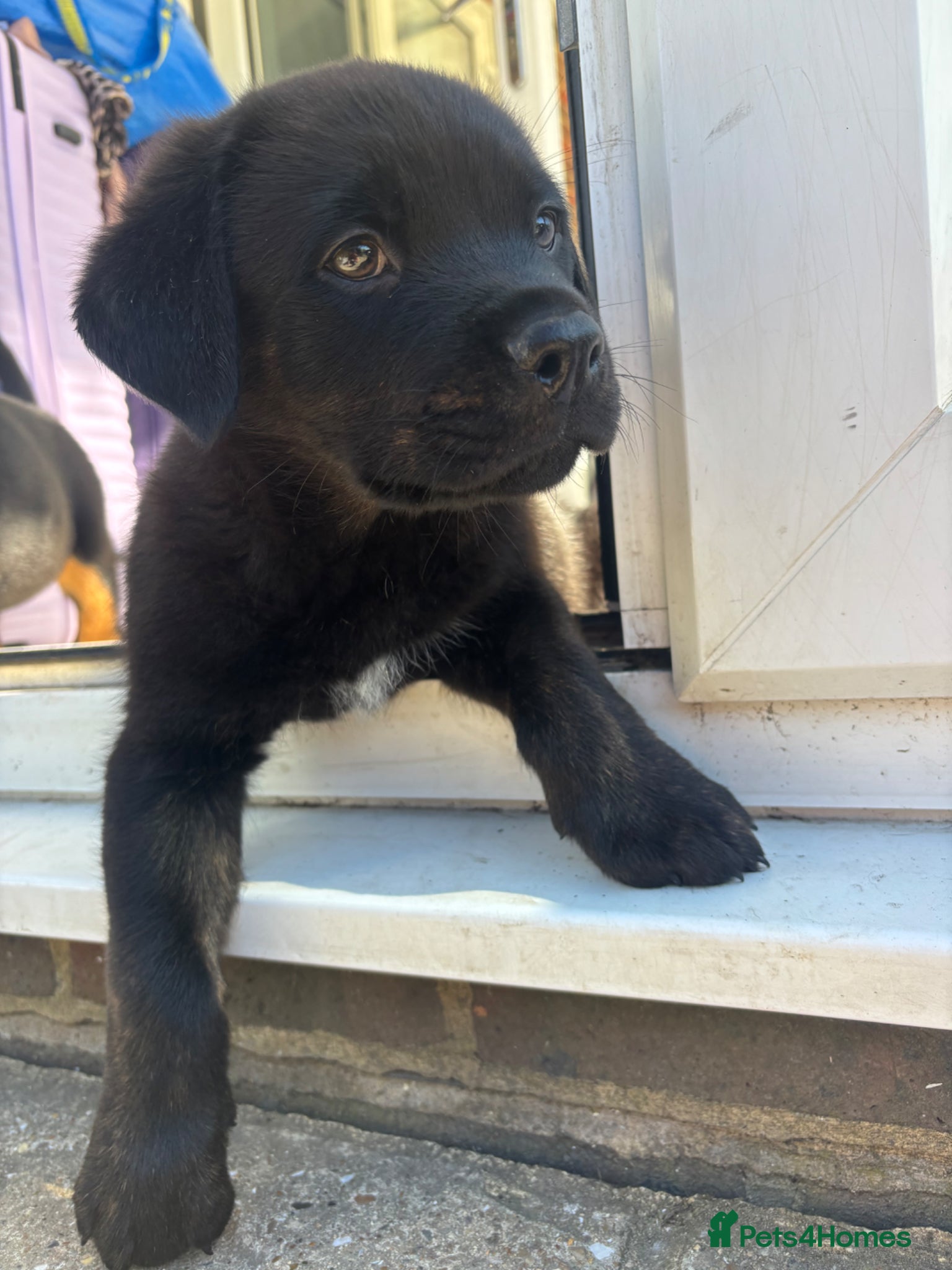 Mixed Breed dogs Rottweiler x Presa Canario - Advert 16