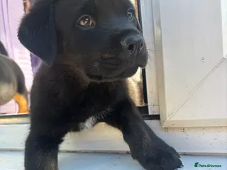 Mixed Breed dogs Rottweiler x Presa Canario - Advert 6