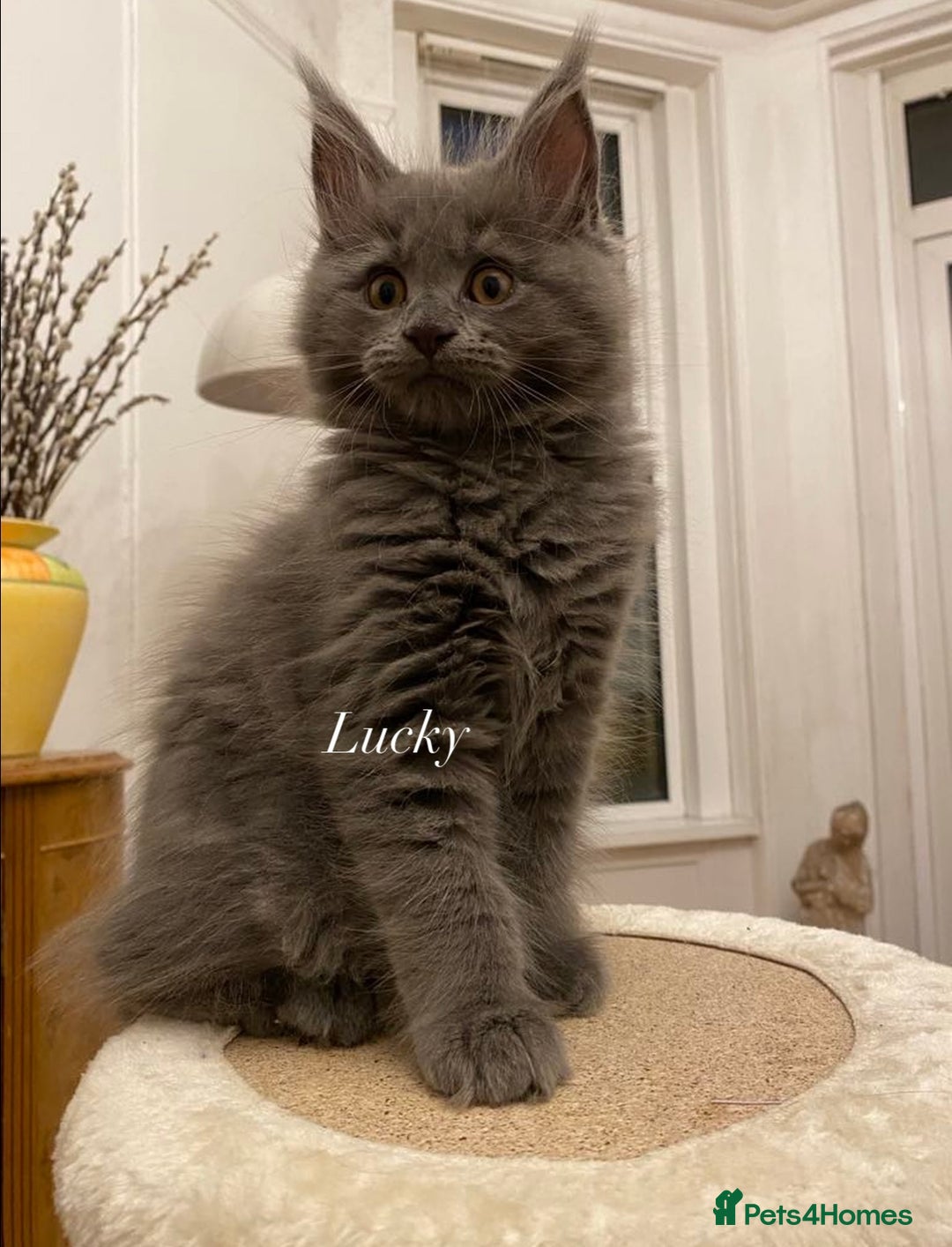 Maine Coon cats for sale: GCCF active / domestic Maine Coon  - Image 19