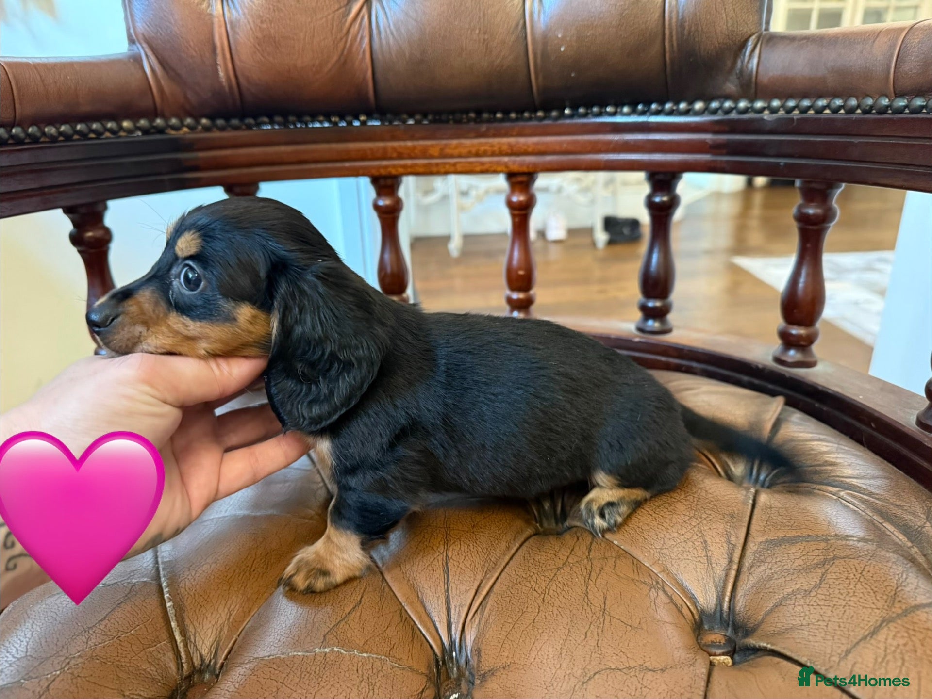 Miniature Dachshund dogs Beautiful LH & SH Dapples Miniature Dachshund Pups - Advert 2